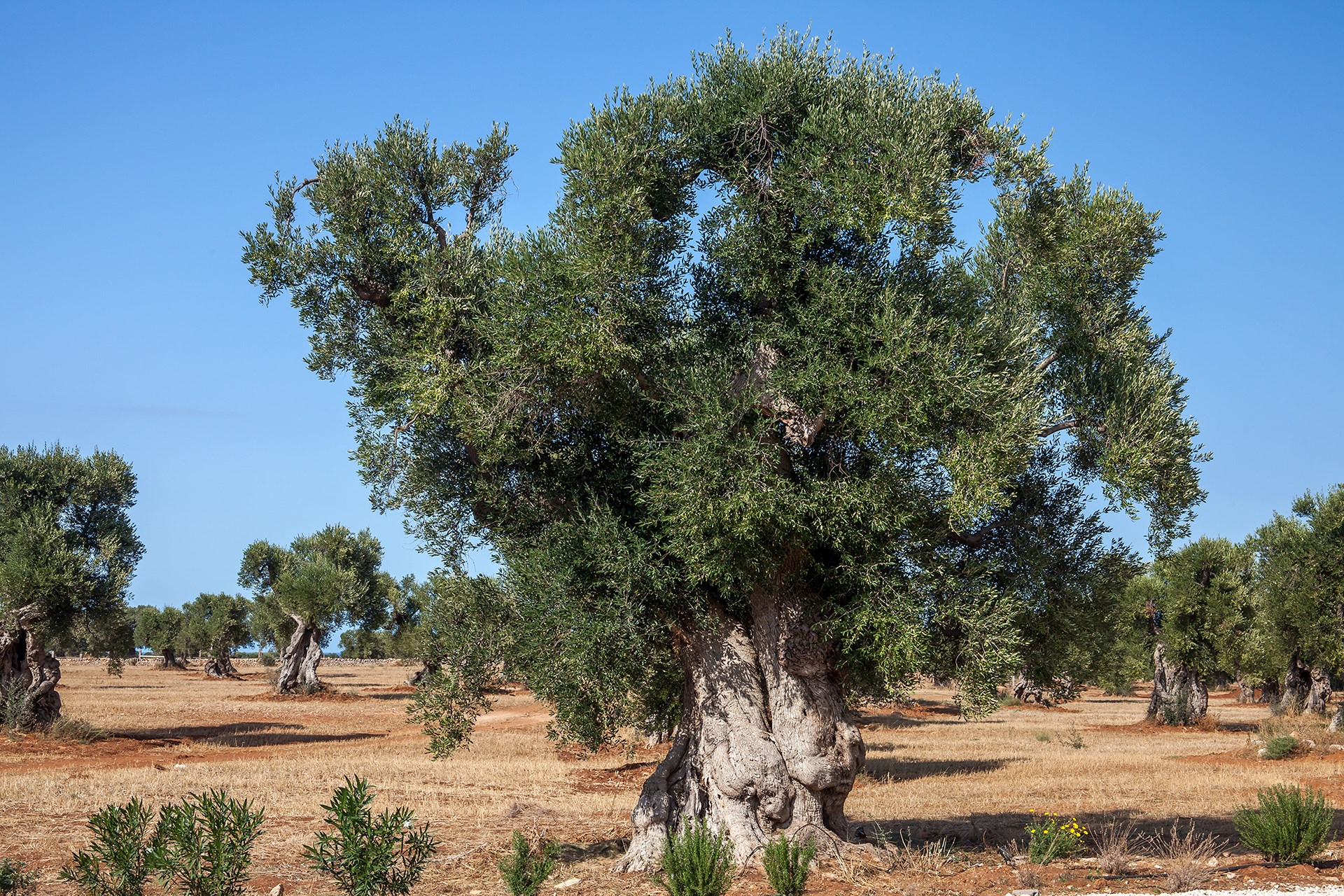 Underground olive oil presses in Puglia