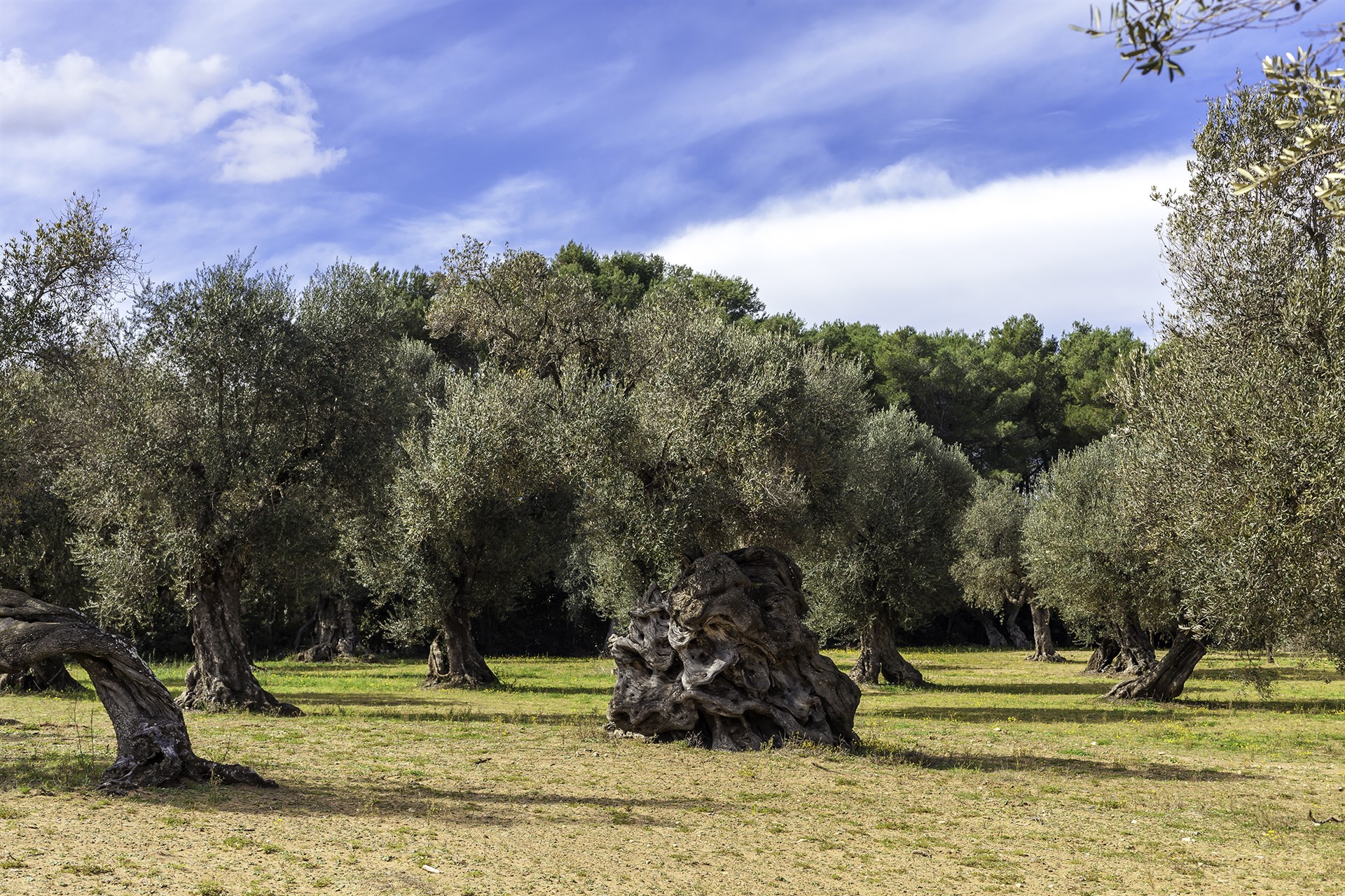 Wine and Olive Oil tastings in Salento