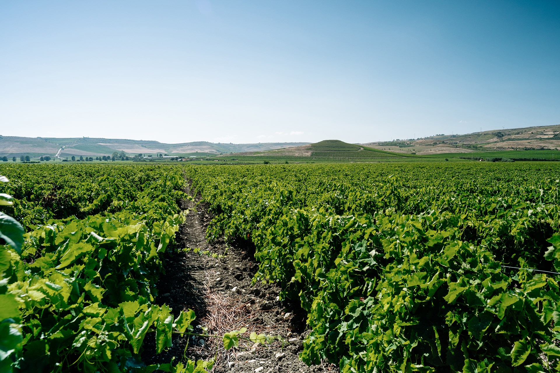 Wine tours on Mount Etna