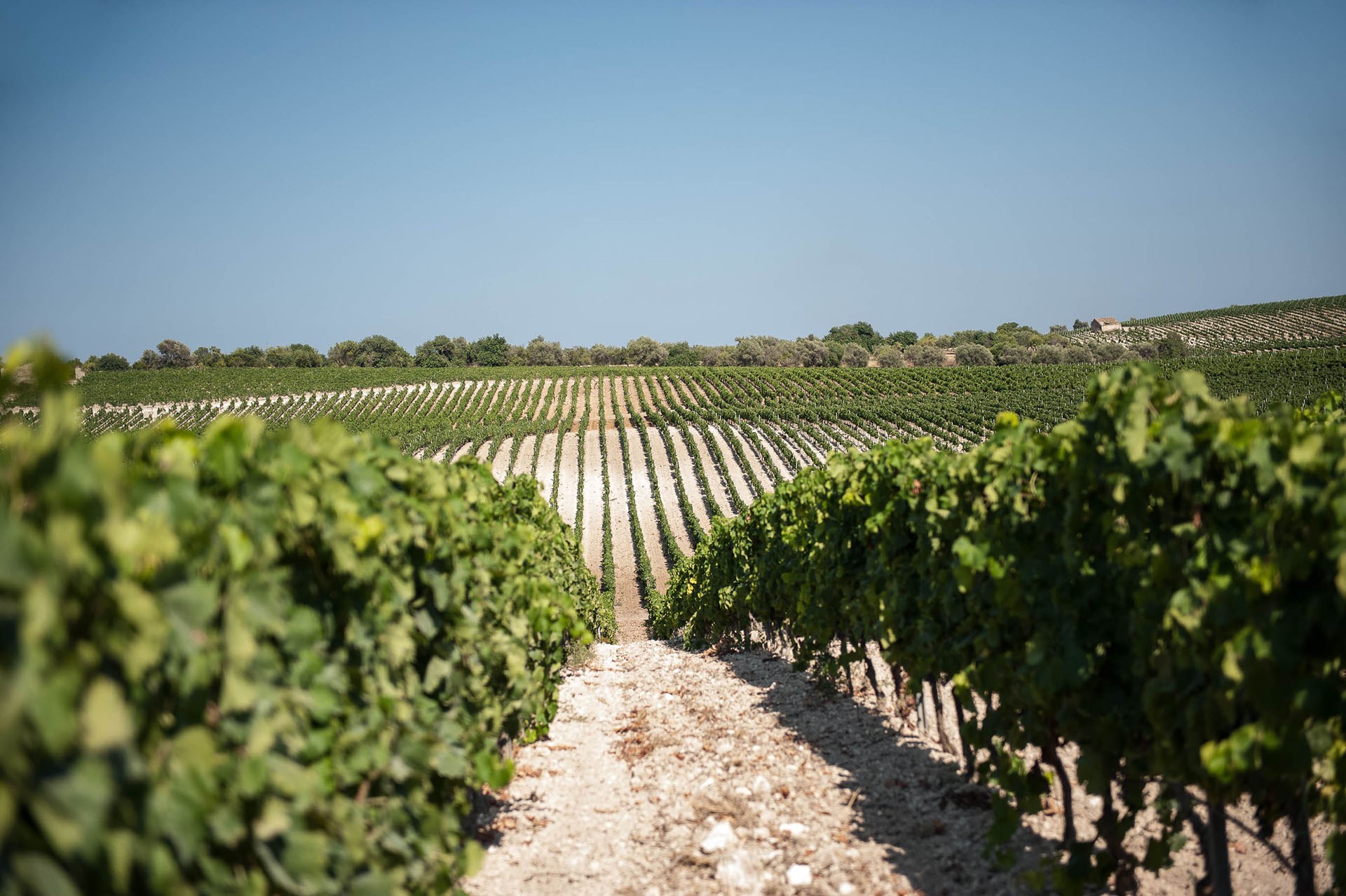 Wine tastings in Southeast Sicily