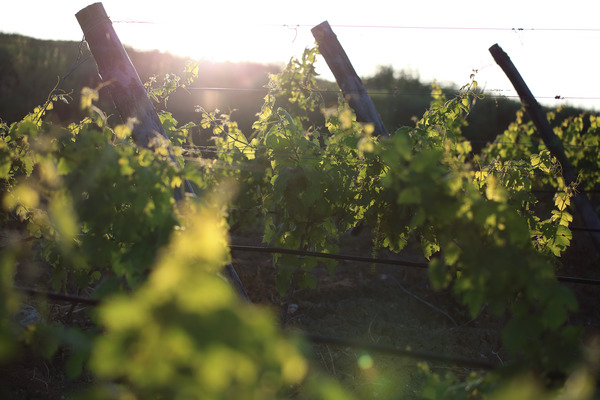 Wine tasting in Zakynthos