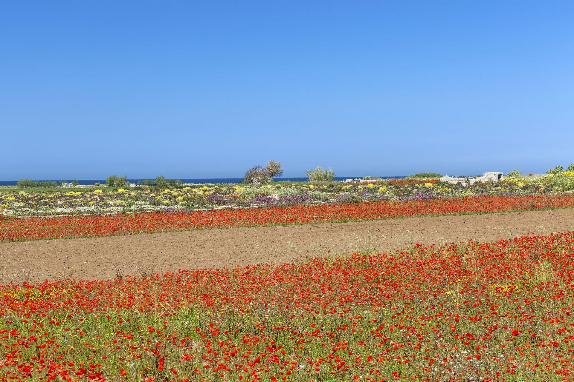 img:https://www.thethinkingtraveller.com/media/Blog%20Images/18%20FEB%202025/20%20best%20things%20to%20do%20in%20Puglia/Valle_dItria.jpg