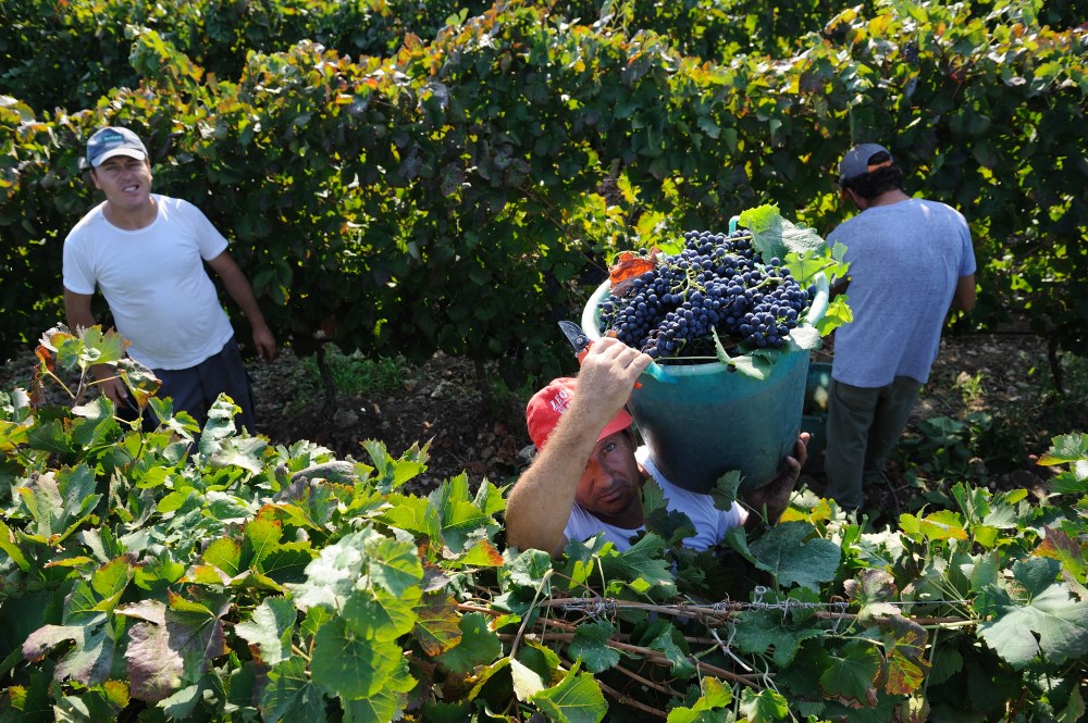 img:https://www.thethinkingtraveller.com/media/Resized/SICILY%20local%20areas/Cooking%20Classes/Planeta%20-%20La%20Foresteria%20Coooking%20and%20Harvest/1000/Think_Sicily_Planeta_Grape_Harvest%20(4).JPG