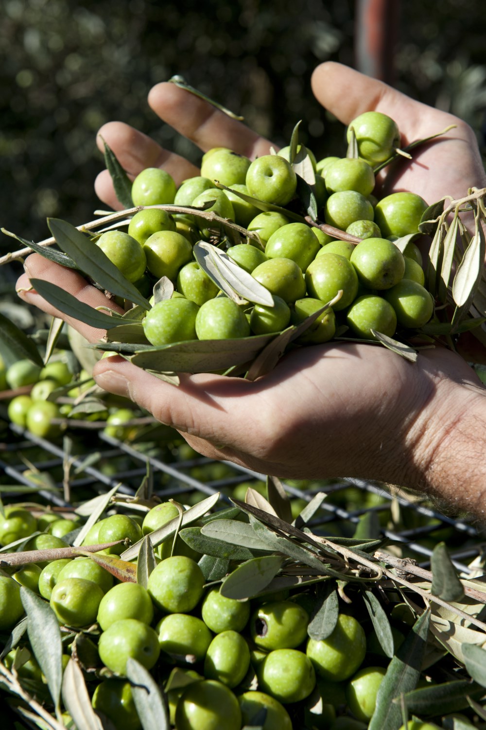 img:https://www.thethinkingtraveller.com/media/Resized/SICILY%20local%20areas/Cooking%20Classes/Planeta%20-%20La%20Foresteria%20Coooking%20and%20Harvest/1000/Think_Sicily_Planeta_Olive_picking%20(5).jpg